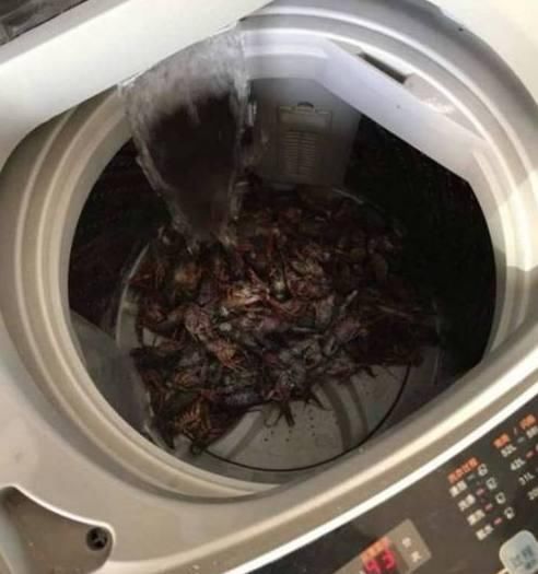 模样抖音,5斤小龙虾扔进洗衣机,结果意想不到