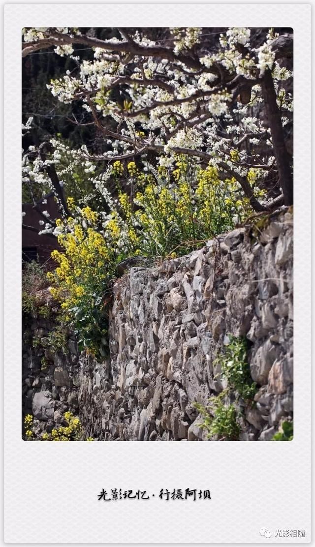 亲，你见过脆李花吗？