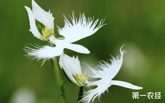 鹭草什么时候开花?鹭草花的人工栽培种植方法