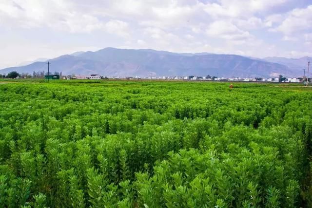 3月，美的不仅是丽江，更是丽江旁边的这座小城！