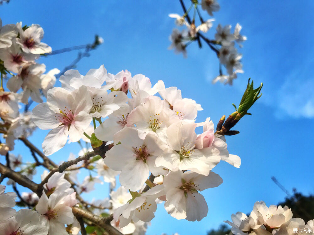 【春之彩】又是一年樱花烂漫时