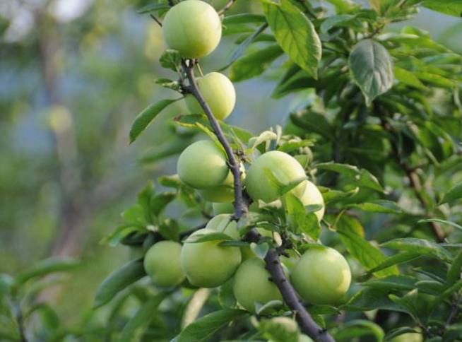 李子和鸡肉是天生的敌人,不能一起吃,现在知道