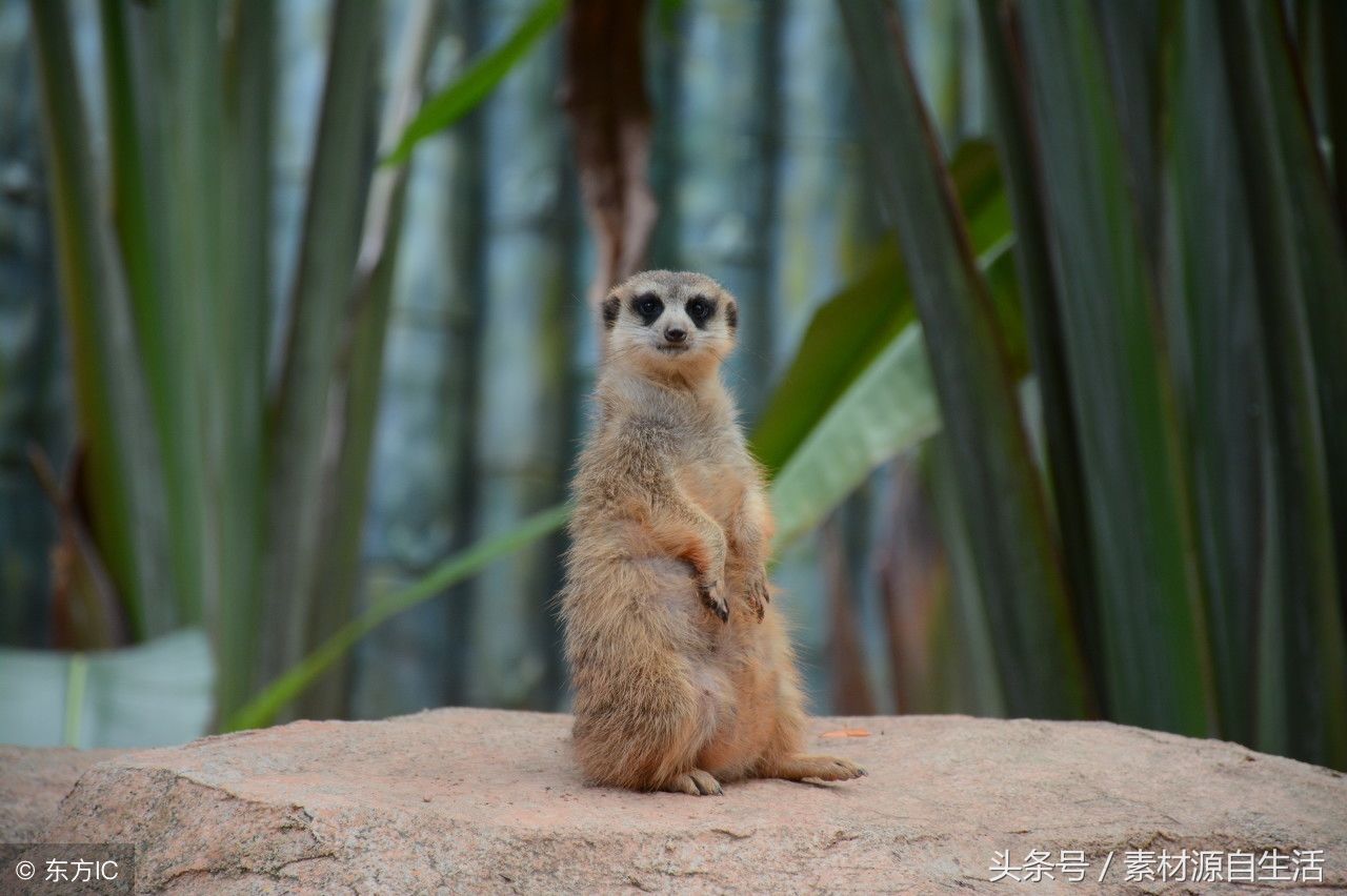 深圳野生动物园:一个各种动物云集的好地方