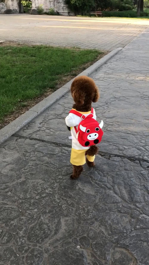 泰迪穿着衣服背着小书包,还用两只脚走路,网友