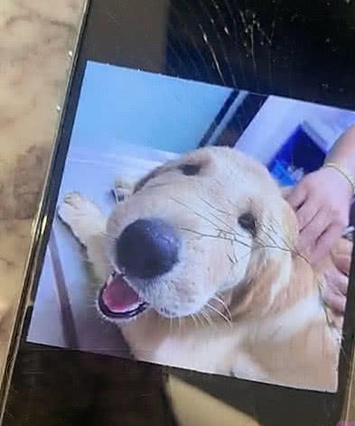 韩安冉术后被老公笑狗被马蜂蛰,看到照片后笑