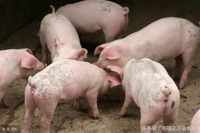 节前预警：生猪、玉米、小麦、鸡蛋、肉鸡、大豆、白糖重要消息