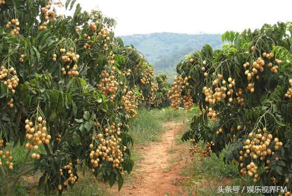 这种黄色水果，人称果中之宝，好吃营养价值极高，却很少有人吃过