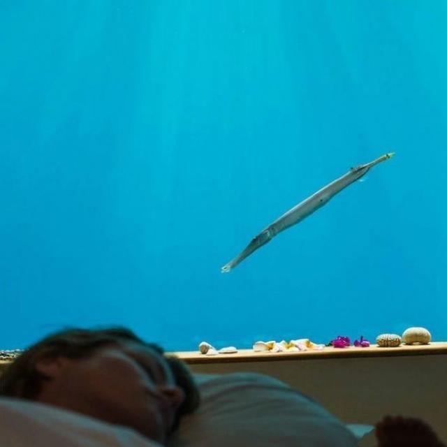 世界上直接建在海里的酒店，鱼儿与客人隔窗相望