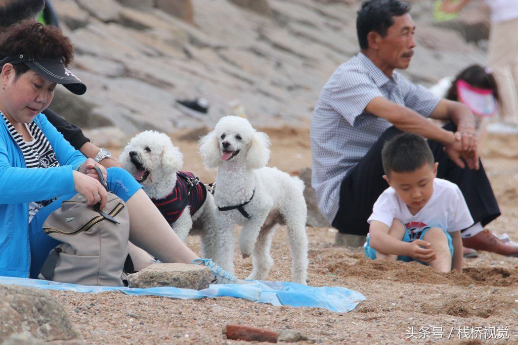 青岛胶州湾小螃蟹泛滥，赶海能抓好几百只回家油炸下酒爽歪歪