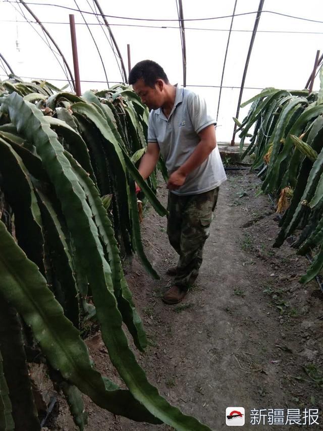 乌鲁木齐菜农种南方人参果火龙果，两亩地年收入十几万