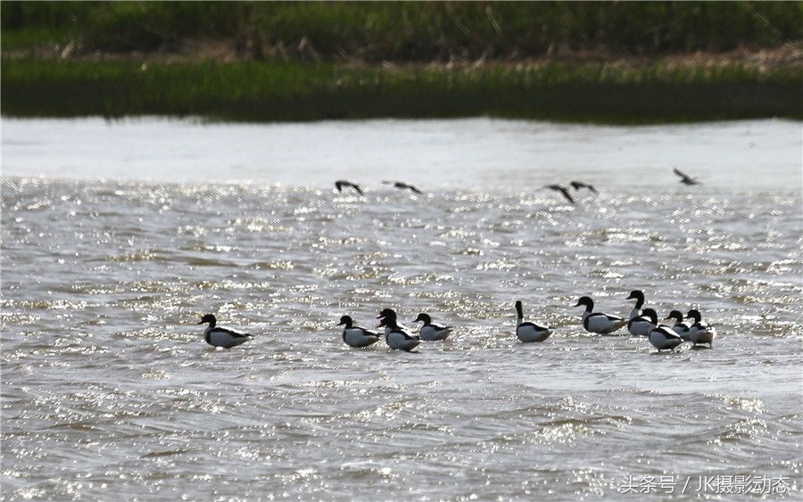 黑嘴鸥、翘鼻麻鸭在辽河绿水湾风景区栖息享受初夏暖阳