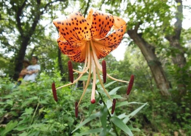 河南农民今天不种玉米改种它,一年两茬,亩产