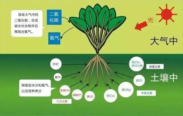 植物大量元素_大量元素肥_细胞大量元素