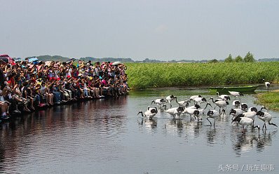 黑龙江齐齐哈尔:丹顶鹤嬉戏觅食 湿地荡漾野趣