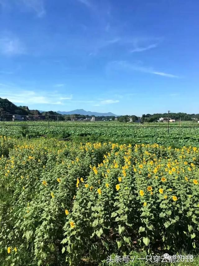 晒家丨自建花园别墅，竹林、花园、舒适庭院，200万花的值不？