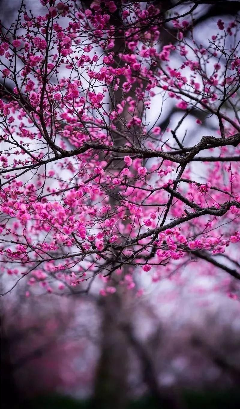 【每月在路上】三月,送你最in的赏花攻略,十大赏花胜地,愿你不