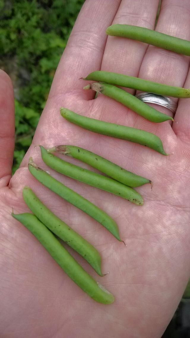 春天乡下的8种野菜，吃货们一起去农村体验挖野菜吧!