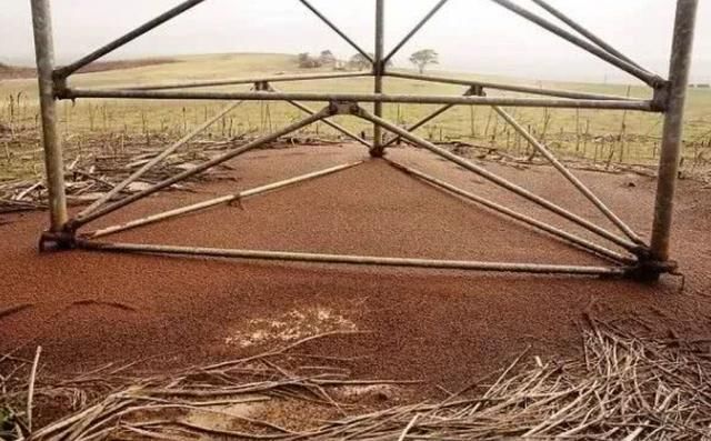 密集恐惧症误入！澳洲这地方竟成为网红景点，百万瓢虫挤成一坨