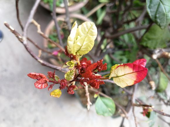 这个季节三角梅怎么这么爱开多色，还我的单色，今年不让你多开花