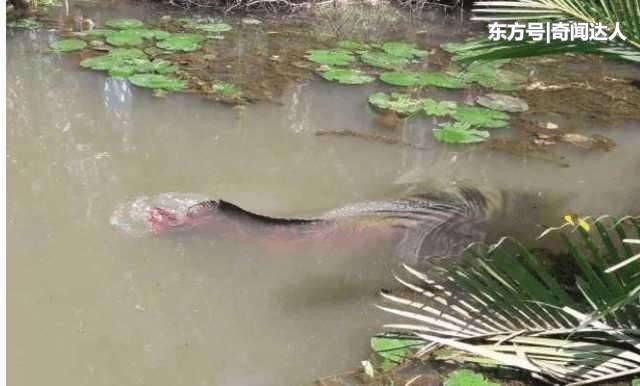 在农户家里鱼塘里，这条大鱼经常浮出水面！