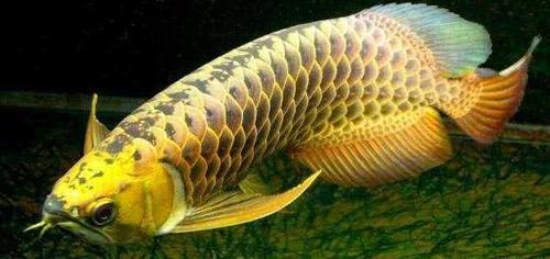 以及巨大的经济利益使的大批人们对过背金龙开始了抢夺式的捕捞行为 水族资讯 南昌水族馆第4张 以及巨大的经济利益使的大批人们对过背金龙开始了抢夺式的捕捞行为 水族资讯 南昌水族馆第4张