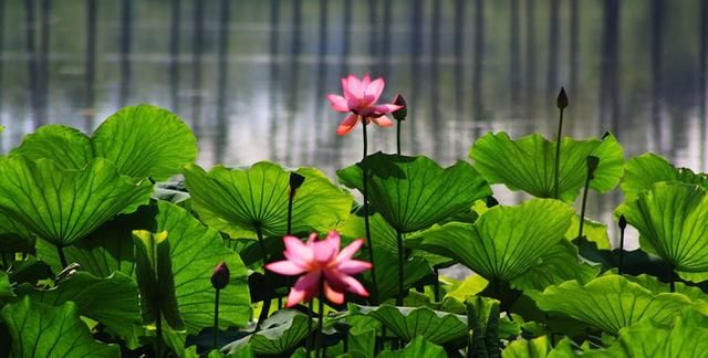 面朝大海春暖花开，这80句歌咏百花的唯美诗词名句，你知道多少？