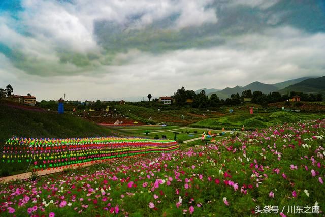 四川华蓥：雨润花海别样美