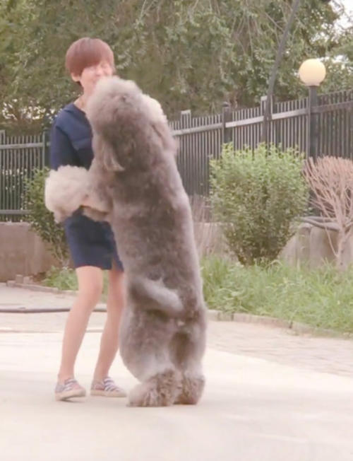 百斤泰迪上街狂吻美女,接下来的一幕,男主都看