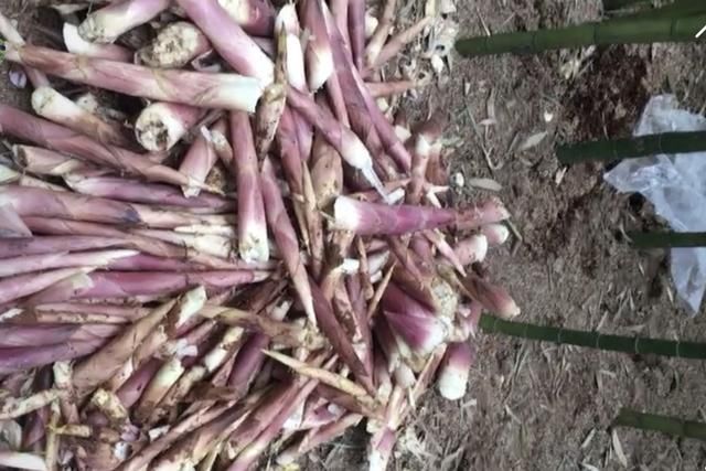 竹笋炒肉_福建竹笋收入