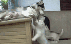 壁纸 动物 狗 狗狗 230_143 gif 动态图 动图