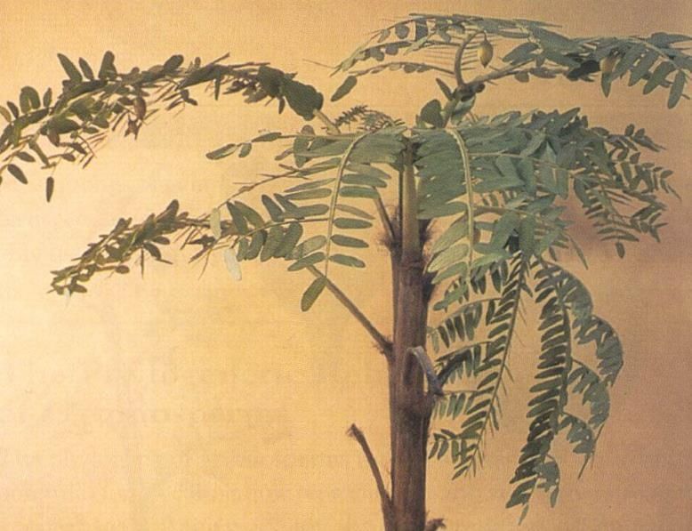 5种已灭绝的植物,第2种是中国独有,消失超过7
