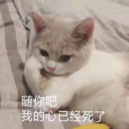 超奈斯小奶猫大全:呵,男人!随你吧,我的心已瘦人的搞笑图片表情图片