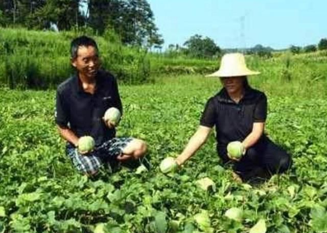 夏天人们最爱吃的“零食水果”，医生说还有去除口臭的药效！