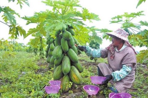 贫困村人均增加6000元收入，就因他种植木瓜