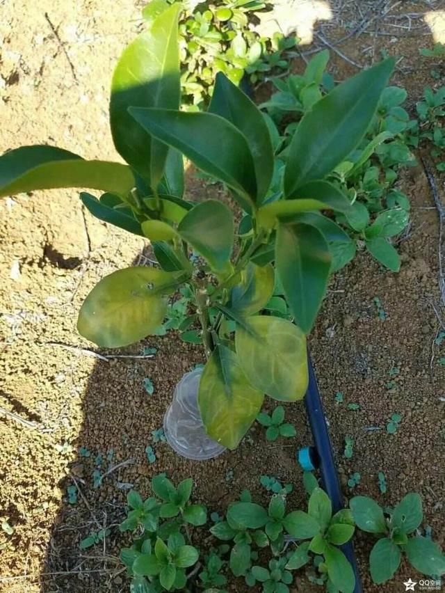 柑桔新病害:黄化脉病,专家说有方法治