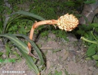 乡下这野生植物，当地农民以为是树枝，殊不知泥土里有稀罕的东西