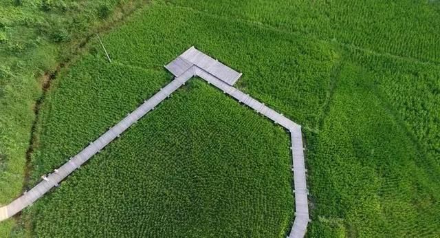 从废弃小学到绝美民宿！千亩稻田环绕、山泉水无边泳池，这间酒店