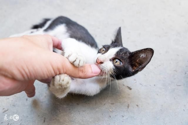 猫咪为什么咬人抓人以及如何防止猫咪咬人抓人
