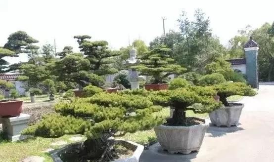 苍枝傲骨匠人心盛影蛟老师谈盆景艺术