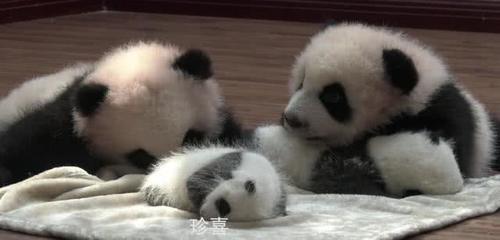 熊猫宝宝超爱看妹妹睡觉,芝麻:这毯子好软哟,珍