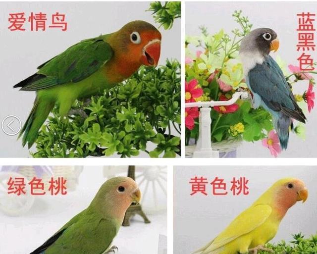 养了3天就受不了的4种鹦鹉,不是主人不爱,是逼