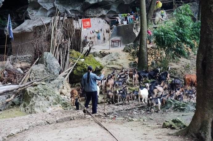 贵州大山深处有一座山洞，洞内住有人家，养鸡养牛与世无争