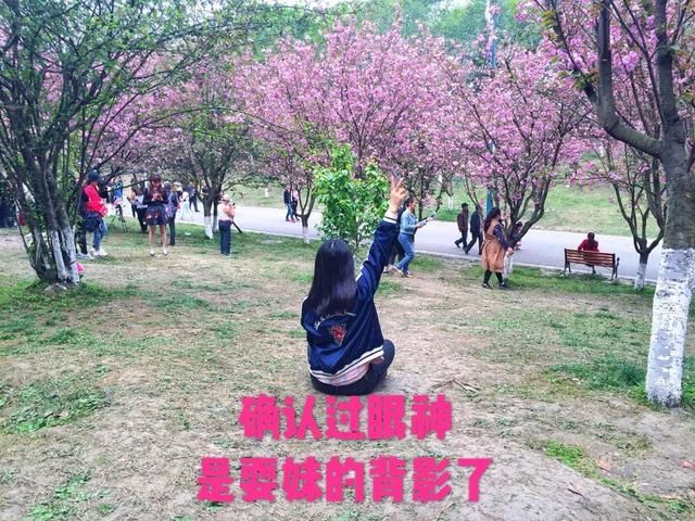 青白江凤凰湖的樱花终于开了，门票免费，再也不用去日本看樱花啦