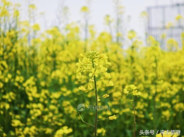 好多泉州人都挤着去的这片油菜花田，你还没去看？