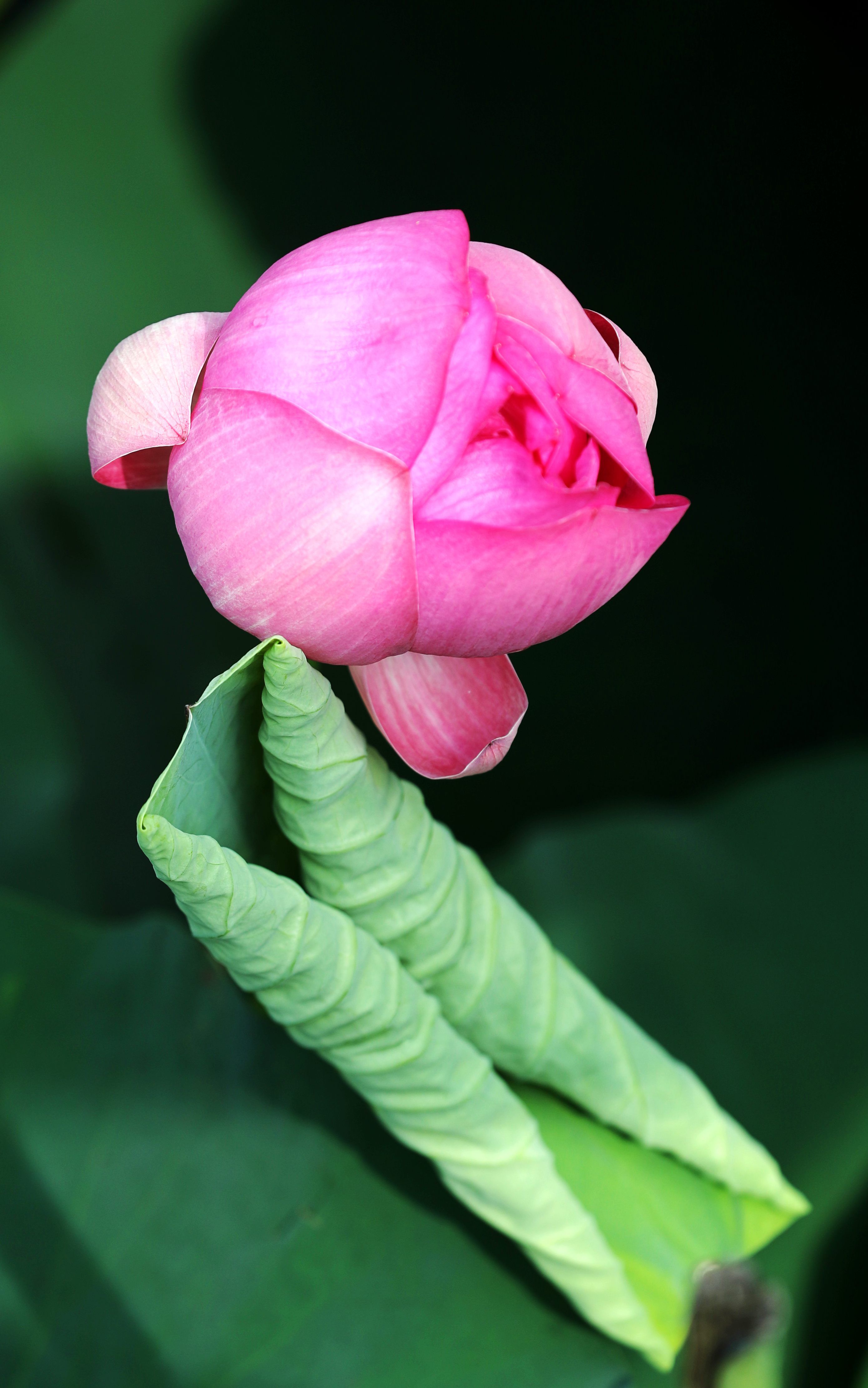 七月京都莲花盛开
