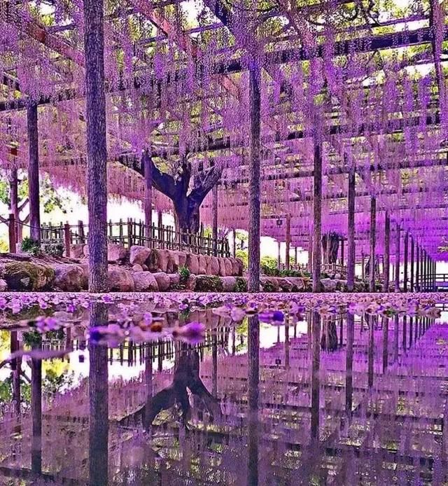 乐活旅行:错过了樱花，日本还有五处最美的紫藤花等着你!