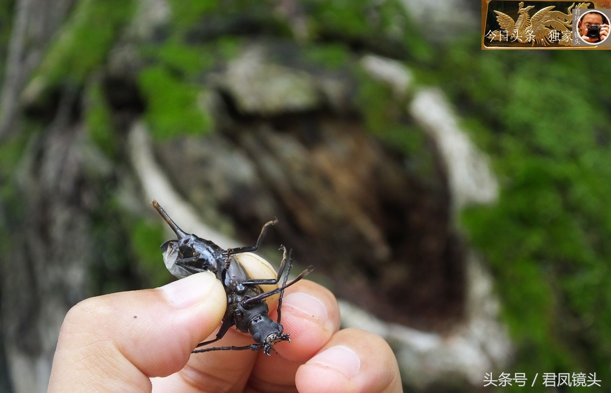 乡村趣闻:寺庙前，一棵杨柳树高约10米，树洞似菩萨的眼睛!