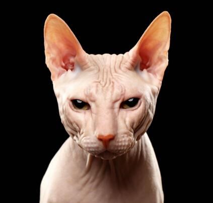 世界上最丑的猫叫什么名字 斯芬克斯无毛猫多少钱一只
