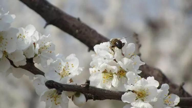 惊蛰三花:这三种花一开，春天就来了