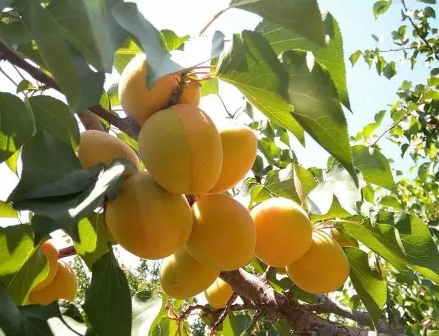 热点呼和浩特采杏时节来临